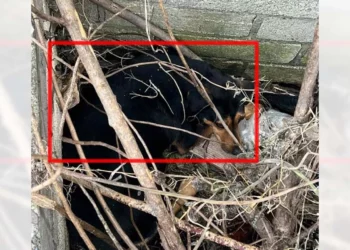 El canino cayó en una fosa de metro y medio de profundidad; cuerpos de emergencia logran ponerlo a salvo.
