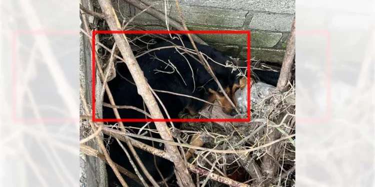 El canino cayó en una fosa de metro y medio de profundidad; cuerpos de emergencia logran ponerlo a salvo.