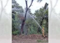 Elementos de Bomberos lograron sofocar y enfriar el sauce.