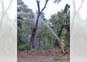 Elementos de Bomberos lograron sofocar y enfriar el sauce.