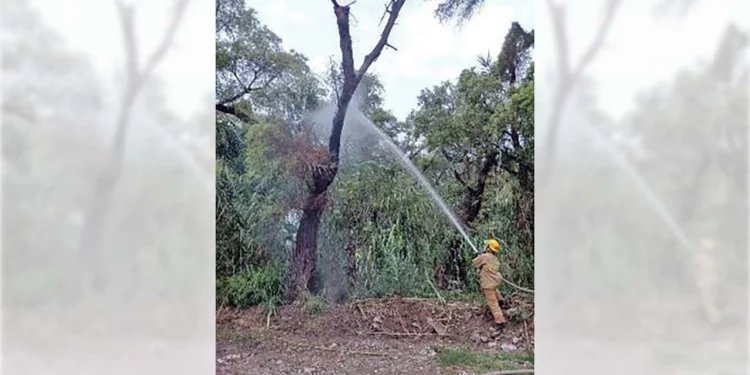 Elementos de Bomberos lograron sofocar y enfriar el sauce.
