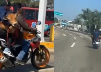 VIDEO | ¿Oaxaca supera a la IA? Captan a un becerro viajando en motocicleta y se vuelve viral