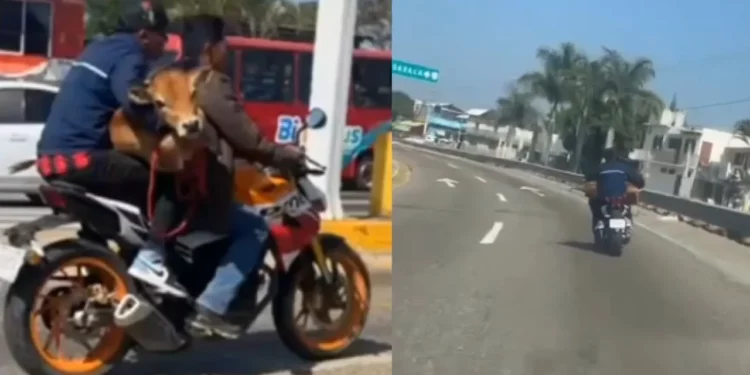 VIDEO | ¿Oaxaca supera a la IA? Captan a un becerro viajando en motocicleta y se vuelve viral