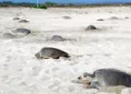 Del 7 al 10 de julio, ocurrió la primera arriba de tortuga marina golfina en el Santuario Playa Morro Ayuta.
