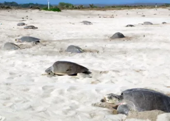 Del 7 al 10 de julio, ocurrió la primera arriba de tortuga marina golfina en el Santuario Playa Morro Ayuta.