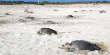 Del 7 al 10 de julio, ocurrió la primera arriba de tortuga marina golfina en el Santuario Playa Morro Ayuta.