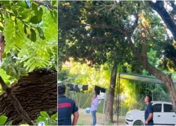 El ejemplar sufrió una fractura severa tras los recientes temporales y quedó apoyado sobre el techo de una vivienda.