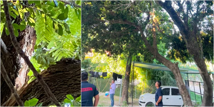 El ejemplar sufrió una fractura severa tras los recientes temporales y quedó apoyado sobre el techo de una vivienda.