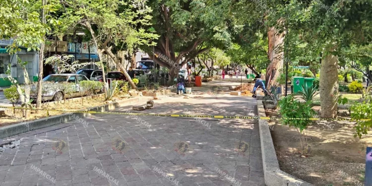 Foto: Jesús Santiago // El activista reiteró su llamado a atender los árboles y mejorar las jardineras.