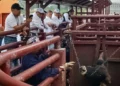 Foto: Senasica // El gusano barrenador ya es una constante en hatos de ganado.