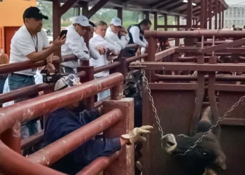 Foto: Senasica // El gusano barrenador ya es una constante en hatos de ganado.