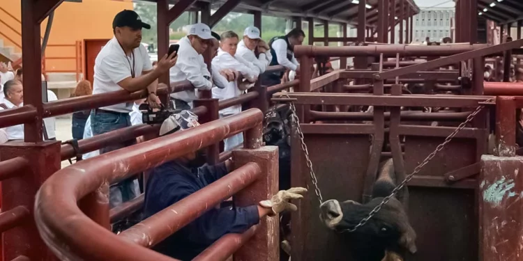 Foto: Senasica // El gusano barrenador ya es una constante en hatos de ganado.