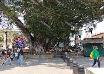 Foto: Lisbeth Mejía Reyes // Gigantes permanecen de pie a pesar de la indolencia de los gobiernos.