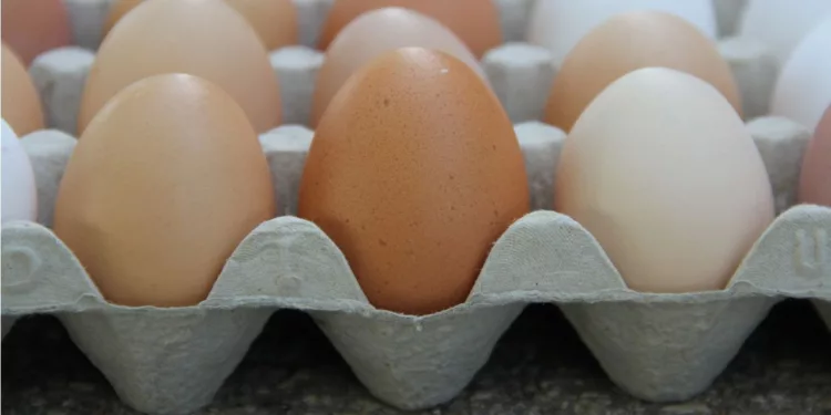 ¿Tienes estas marcas de huevo? Ordenan retirar 19 millones en EE. UU. por brote de salmonela