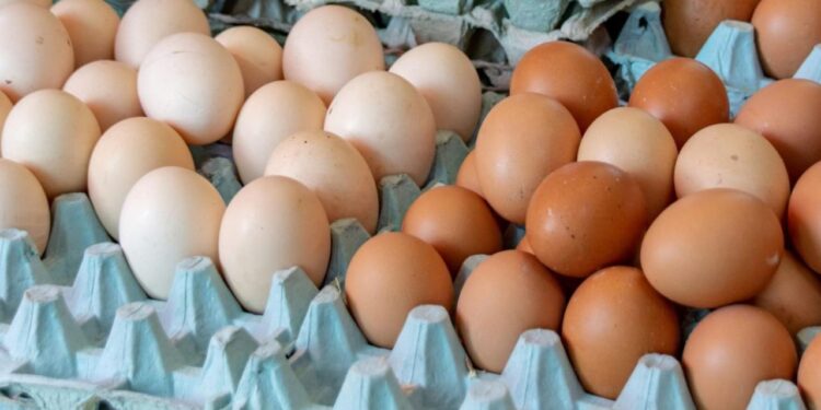 ¿Por qué en Estados Unidos los huevos se refrigeran y en México no? El secreto del cascarón