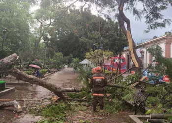 Foto: Municipio de Oaxaca de Juárez // Otro gigante que se desploma en la capital.