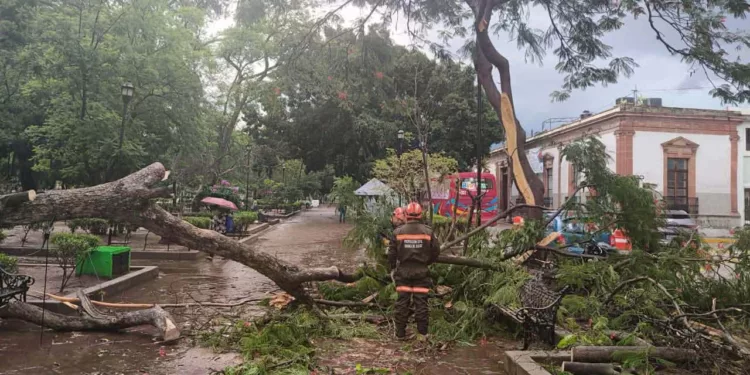 Foto: Municipio de Oaxaca de Juárez // Otro gigante que se desploma en la capital.