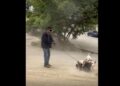 VIDEO | ¡Crueldad que indigna! Denuncian ataque intencional con pitbull contra un perro callejero