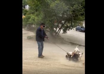 VIDEO | ¡Crueldad que indigna! Denuncian ataque intencional con pitbull contra un perro callejero