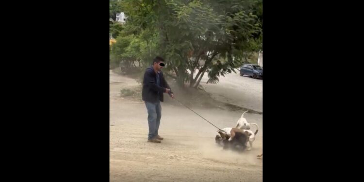 VIDEO | ¡Crueldad que indigna! Denuncian ataque intencional con pitbull contra un perro callejero