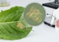 ¿Debemos preocuparnos por la lechuga y basta con lavarla? Especialista aclara el riesgo real del parásito ciclosporiasis