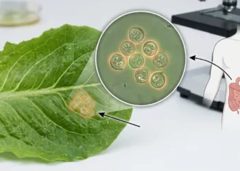 ¿Debemos preocuparnos por la lechuga y basta con lavarla? Especialista aclara el riesgo real del parásito ciclosporiasis