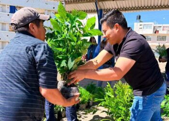 Entregan 10 mil árboles para en Tlaxiaco