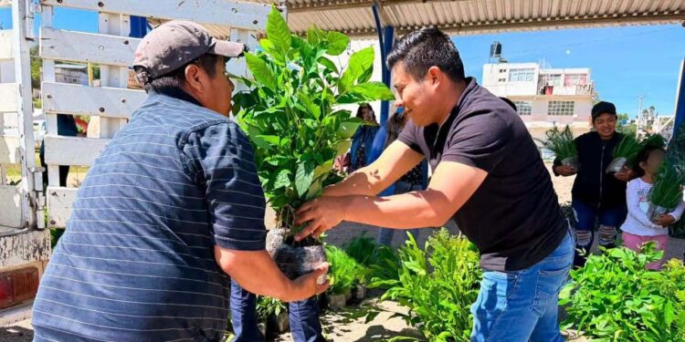 Entregan 10 mil árboles para en Tlaxiaco