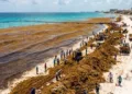 Crisis del sargazo se agrava: arribo se dispara cuatro veces en 2026 y prende alertas en el Caribe mexicano