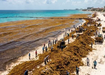 Crisis del sargazo se agrava: arribo se dispara cuatro veces en 2026 y prende alertas en el Caribe mexicano