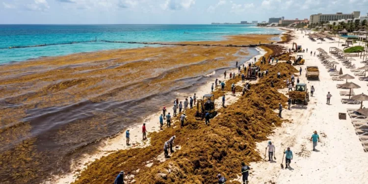 Crisis del sargazo se agrava: arribo se dispara cuatro veces en 2026 y prende alertas en el Caribe mexicano