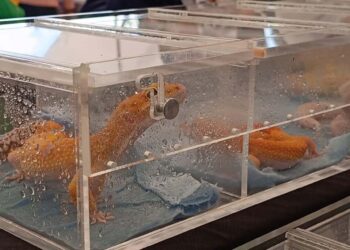 Se promovió la importancia de estos reptiles para el equilibrio de los ecosistemas y la conservación de la biodiversidad.