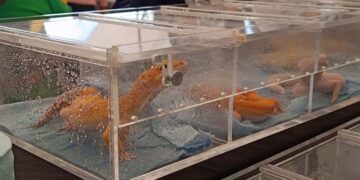 Se promovió la importancia de estos reptiles para el equilibrio de los ecosistemas y la conservación de la biodiversidad.