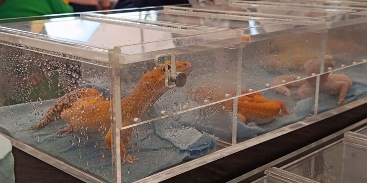 Se promovió la importancia de estos reptiles para el equilibrio de los ecosistemas y la conservación de la biodiversidad.
