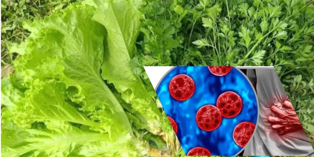 FDA vincula cilantro y perejil de México al peor brote de ciclosporiasis