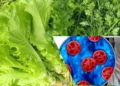 FDA vincula cilantro y perejil de México al peor brote de ciclosporiasis