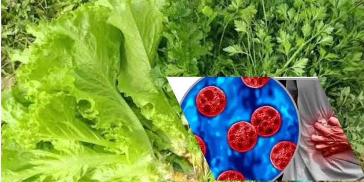 FDA vincula cilantro y perejil de México al peor brote de ciclosporiasis