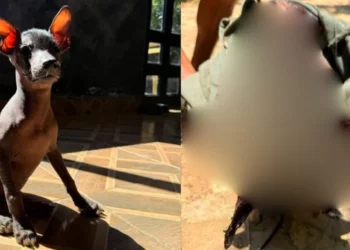 Necropsia tardía deja sin respuestas al caso de maltrato contra xoloitzcuintle en San Agustinillo