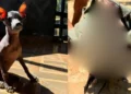 Crueldad extrema contra una xoloitzcuintle en San Agustinillo desata indignación y reclamos por fallas en la investigación
