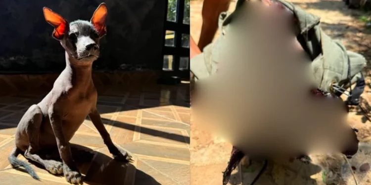 Crueldad extrema contra una xoloitzcuintle en San Agustinillo desata indignación y reclamos por fallas en la investigación