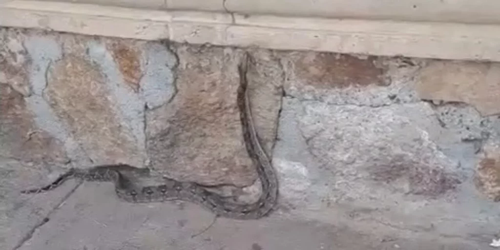 VIDEO | Serpiente sorprende a visitantes del Parque Central de Salina Cruz