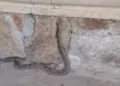 VIDEO | Serpiente sorprende a visitantes del Parque Central de Salina Cruz