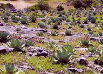 Foto: Archivo El Imparcial // El precio del agave sufrió un desplome histórico, al pasar de “35 pesos por kilogramo en 2022 a apenas un peso en 2026.