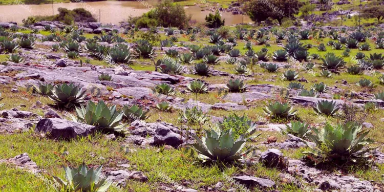 Foto: Archivo El Imparcial // El precio del agave sufrió un desplome histórico, al pasar de “35 pesos por kilogramo en 2022 a apenas un peso en 2026.