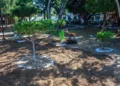 Foto: Municipio de Oaxaca de Juárez // Intento de recuperación del arbolado en el Paseo Juárez El Llano.