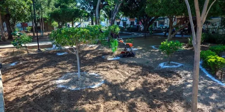 Foto: Municipio de Oaxaca de Juárez // Intento de recuperación del arbolado en el Paseo Juárez El Llano.