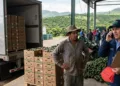 El crimen golpea al “oro verde”: EE.UU. paraliza la exportación de aguacate desde Michoacán