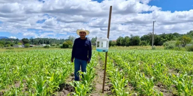 Foto: Gobierno de Oaxaca // Asegura el gobierno que hay autosuficiencia alimentaria.