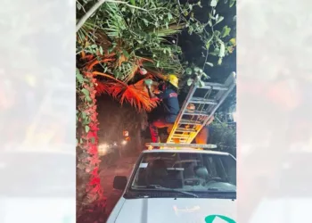 Bomberos y Protección Civil neutralizaron los panales en la agencia La Junta.
