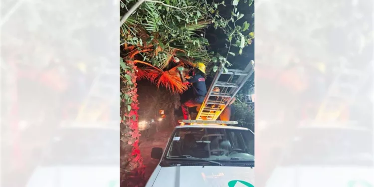 Bomberos y Protección Civil neutralizaron los panales en la agencia La Junta.